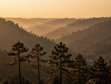 Misty golden sunrise over a deep valley in Netarhat, silhouetted pine trees in the foreground, soft orange and yellow light, wide-angle landscape