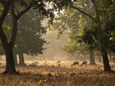 Sunlight filtering through dense green sal forest canopy in Betla, misty morning air, wild deer grazing in the distance, 35mm