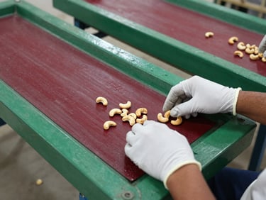 Overhead shot of clean cashew sorting tables in an Indian processing facility, hands in white gloves inspecting whole raw cashews under soft, bright natural light.