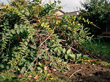 Before: Overgrown backyard with wild briars, weeds, and fallen branches cluttering a muddy lawn, flat overcast lighting, 35mm
