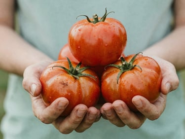 Close-up of hands holding fresh heirloom tomatoes with dirt on fingers, soft natural northern light, editorial style.
