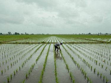 Wide view of flooded haor paddy fields at overcast midday, a farmer wading knee-deep checking crop rows, sky and water sharing the same grey-green tone, horizon low, generous negative space above