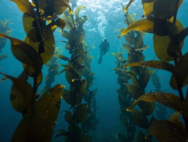 Ambient light filtering through a towering kelp forest underwater, small silhouetted diver at peace in the distance, natural green and blue tones.