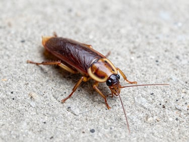 Macro photograph of an American cockroach (Periplaneta americana) on a light grey concrete surface, sharp focus, clinical lighting.