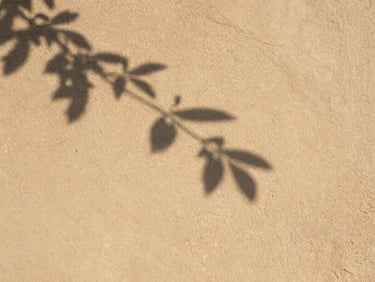 Close-up detail of textured plaster wall made of local sand, a single branch casting a delicate shadow on the warm beige surface, soft morning light.