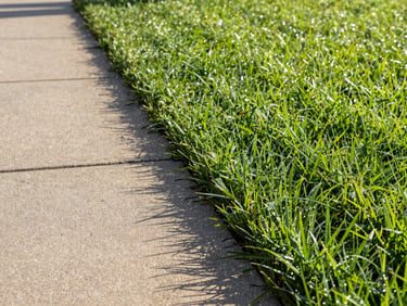 Close-up of freshly edged concrete pathway next to a vibrant, healthy lawn at a commercial property, dew on grass, low-angle, sharp focus, 35mm