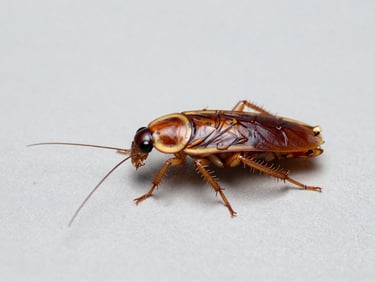 Studio macro photograph of a common cockroach on a clean neutral grey surface, bright clinical lighting.