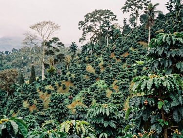 Lush coffee trees growing on the volcanic slopes of West Java, soft equatorial overcast light, desaturated forest greens.