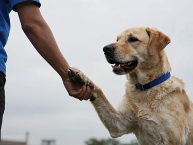 Medical alert dog pawing at a handler's arm, focused interaction, natural overcast daylight, high-contrast desaturated tones with blue accents, sharp focus, 35mm lens.