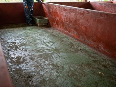 Clean concrete floor of a piggery pen, with a farmer wearing protective gear inspecting a biosecurity footbath, warm equatorial daylight.