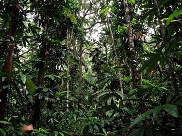 Wide ground-level shot inside a tropical rainforest in Kalimantan — dense canopy of emergent trees, dappled natural daylight filtering through layered green foliage, a harvester's woven basket visible at the lower-left corner, no people posed, documentary framing