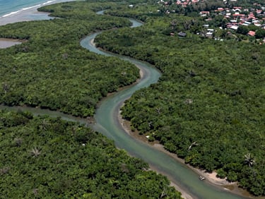 Wide aerial view of a Southeast Asian mangrove coastline at low tide, intricate river channels cutting through dense green canopy, coastal village visible at the far right edge, natural daylight from above, documentary satellite-style framing