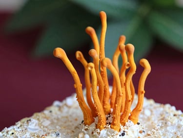 Close-up of vibrant orange club-like cordyceps militaris fruiting bodies emerging from a sterilized substrate block, soft Scandinavian daylight, 35mm.
