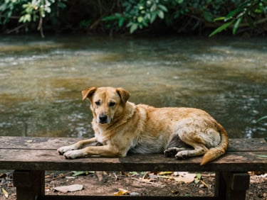 A quiet dog resting next to a wooden bench by a calm river, soft focus, earthy tones, 35mm