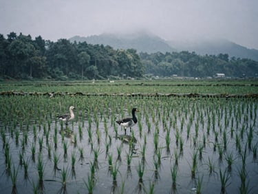 Wide environmental shot of ice-rimmed decoys in a flooded rice field under heavy overcast skies.