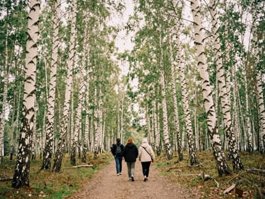 Candid photo of people walking on a trail in a Finnish birch forest, soft overcast daylight, natural tones