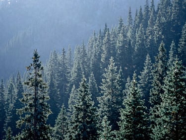 Atmospheric 35mm photograph of a mist-shrouded Colorado pine forest in cool morning light, deep mountain blues and sage greens, expansive depth