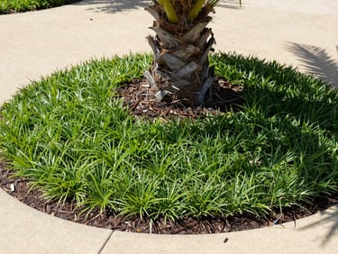 Freshly installed rich green sod and dark brown mulch around a palm tree, bright daylight
