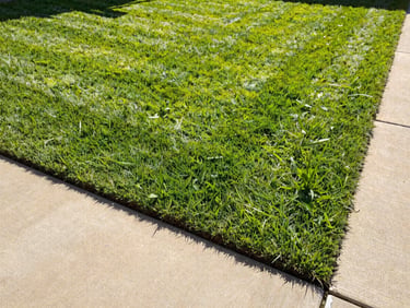 Vibrant freshly striped green lawn, sharp clean edges against a concrete driveway, morning light