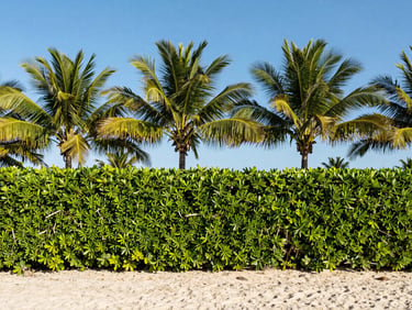 Neatly trimmed hedge line and clean palm fronds against a clear Florida sky