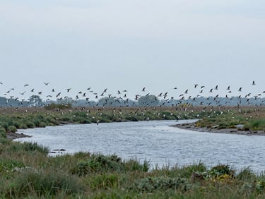 Wide environmental shot of Po Delta salt marsh in early spring, dense flocks of migratory waders in flight low over a shallow lagoon channel at dawn, soft diffuse overcast light, muted blue-green tones, no human subjects