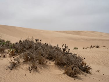 Close environmental frame at the base of a dune, dry coastal scrub vegetation in sharp foreground detail, diffuse overcast light flattening the sand texture, no people — landscape study, muted ochre and grey tones