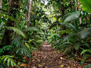 Sendero estrecho que se adentra en un denso bosque subtropical húmedo, luz solar filtrada por hojas verdes gigantes, perspectiva de suelo cubierto de hojas secas.