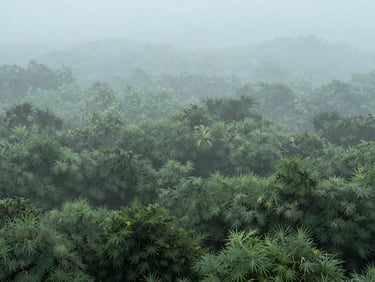 A serene natural landscape with soft green foliage and gentle morning mist, calm composition