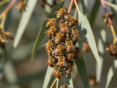 A dense, golden cluster of honeybees swarming on a native eucalyptus branch, soft natural daylight, shallow depth of field, macro photography.