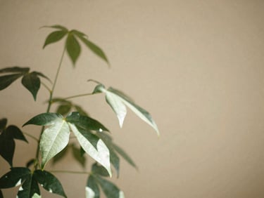 Sunlight filtering through soft green leaves of a houseplant against a beige wall, warm editorial photography, 35mm