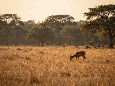 Panoramic golden-hour view across Kanha's sal forest meadow, a deer grazing in the middle distance, long grass catching low sidelight, no people