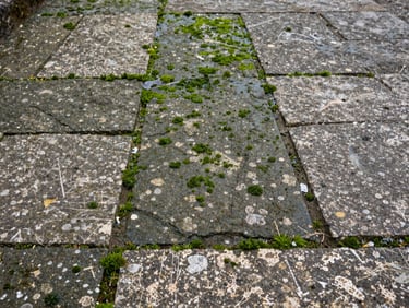 Medium shot of a stone terrace floor covered in green algae and lichen before treatment, overcast natural daylight, rough texture of aged local flagstone visible in close detail