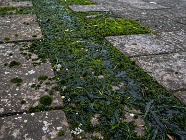 Medium shot of a stone terrace floor covered in dark green algae and lichen patches, soft diffused daylight from the side revealing the rough texture of the paving slabs before cleaning