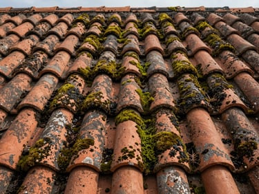 Close-up of aged Corsican terracotta roof tiles heavily coated with green moss and dark algae under soft overcast daylight, wide shot showing the textured surface extent before treatment