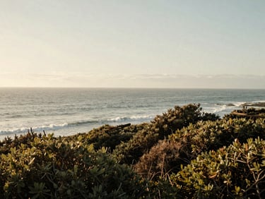 A wide environmental shot of the Signal Hill coastline under soft overcast daylight, with coastal shrubs in the foreground.