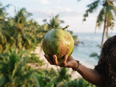 Tangan memegang kelapa segar yang baru dipanen di perkebunan pesisir, dengan latar belakang pohon kelapa dan laut biru di pagi hari, cahaya matahari hangat, fokus pada kelapa