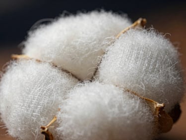 Macro photography of pure white cotton fabric weave, highlighting the soft natural fibers and structured thread pattern, warm side lighting