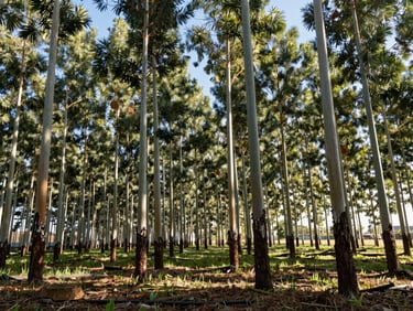 Orderly rows of young eucalyptus trees in a sustainable timber plantation, bright clear morning light