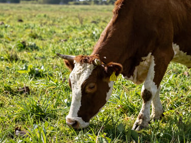 Healthy tagged cattle grazing in a vibrant, managed green pasture under bright daylight, close-up on ear tag