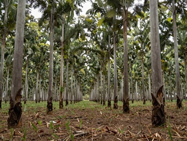 Hileras perfectas de árboles de eucalipto jóvenes en una plantación forestal gestionada de forma sostenible, luz diurna.