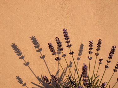 Shadows of lavender stems dancing on a warm plaster wall, golden hour light.