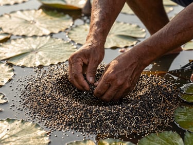 Close-up of a farmer's hands gently pulling raw makhana seeds from a water lily plant in a shallow pond, sun glinting on the water, warm natural light.