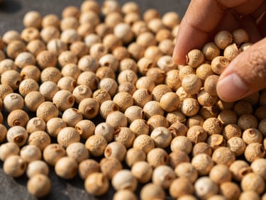 Close-up of different sizes of Suta-graded makhana seeds on a dark, textured surface, with a hand gently sifting them, warm editorial photography.