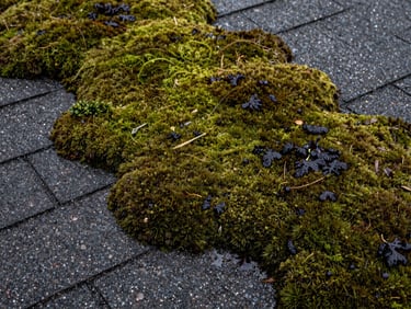 Close-up overhead shot of thick green moss and dark algae spreading across asphalt shingles, natural overcast daylight, moisture visible on shingle surface
