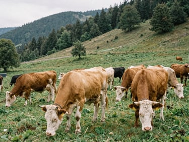 A herd of healthy Montbéliarde cows grazing in a lush green mountain pasture in France under soft daylight.