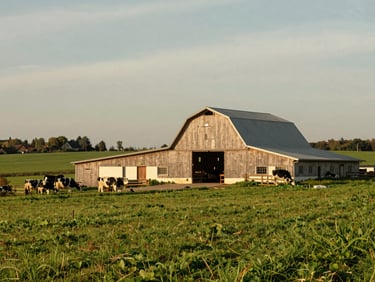 Wide environmental shot of a modern French dairy farm at golden hour, with a clean wooden barn and rolling green pastures, authentic agricultural setting.