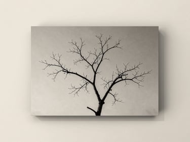 Fine-art black and white photograph of a single bare tree branch against a soft, muted background, framed on a clean plaster wall. Soft diffused daylight.