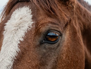 An artistic coloring book cover showing a detailed close-up of a horse's eye reflecting a wide ranch horizon, warm natural paper texture.