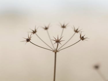 Bright editorial photography of a close-up of botanical textures, focusing on the skeletal structure of a dried seed head against a soft neutral backdrop, natural diffused daylight, 35mm.