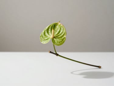 A single green anthurium stem balanced precariously on a thin, dark branch, casting a long shadow on a bright white surface, diffused natural light.